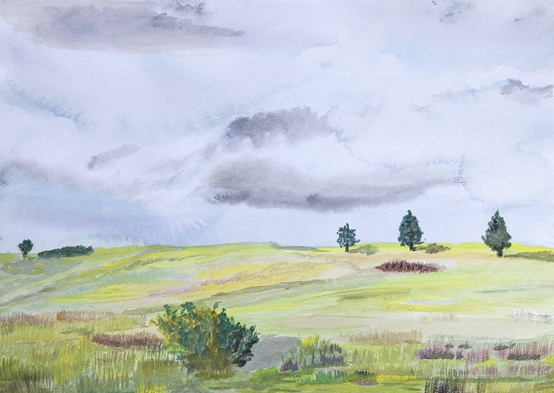 Grassy Meadow