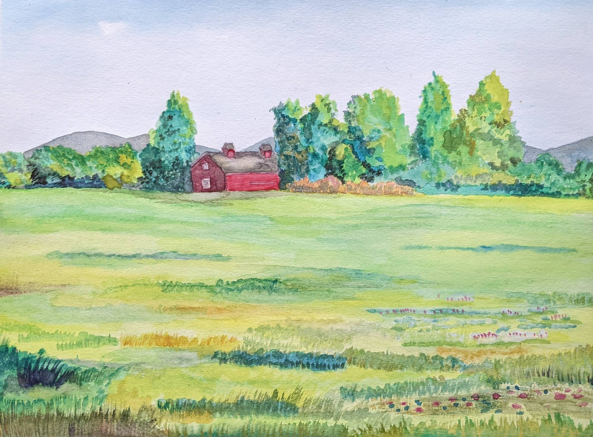 Grassy Meadow in Summer