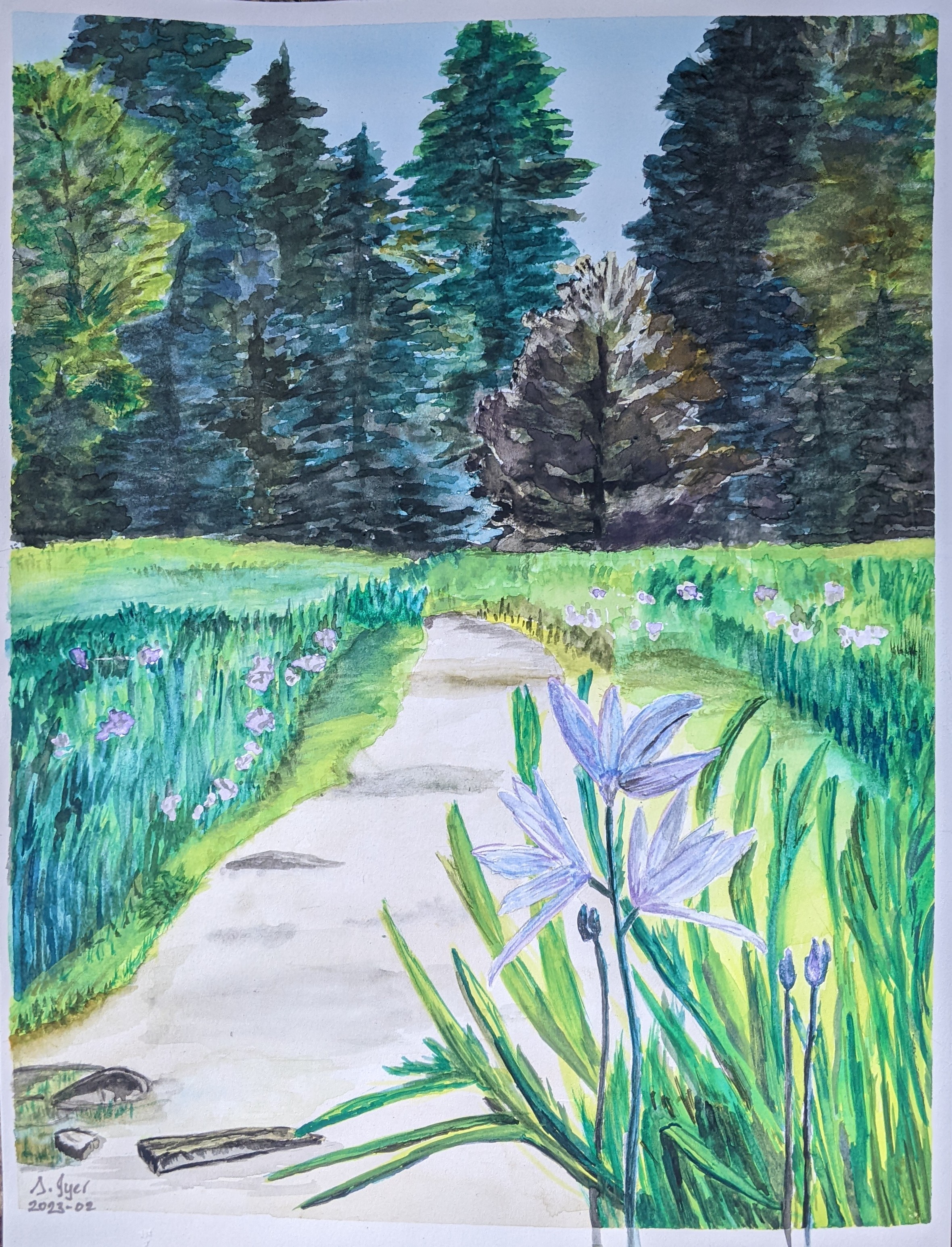 Summer Walk along Wild Camas Meadows