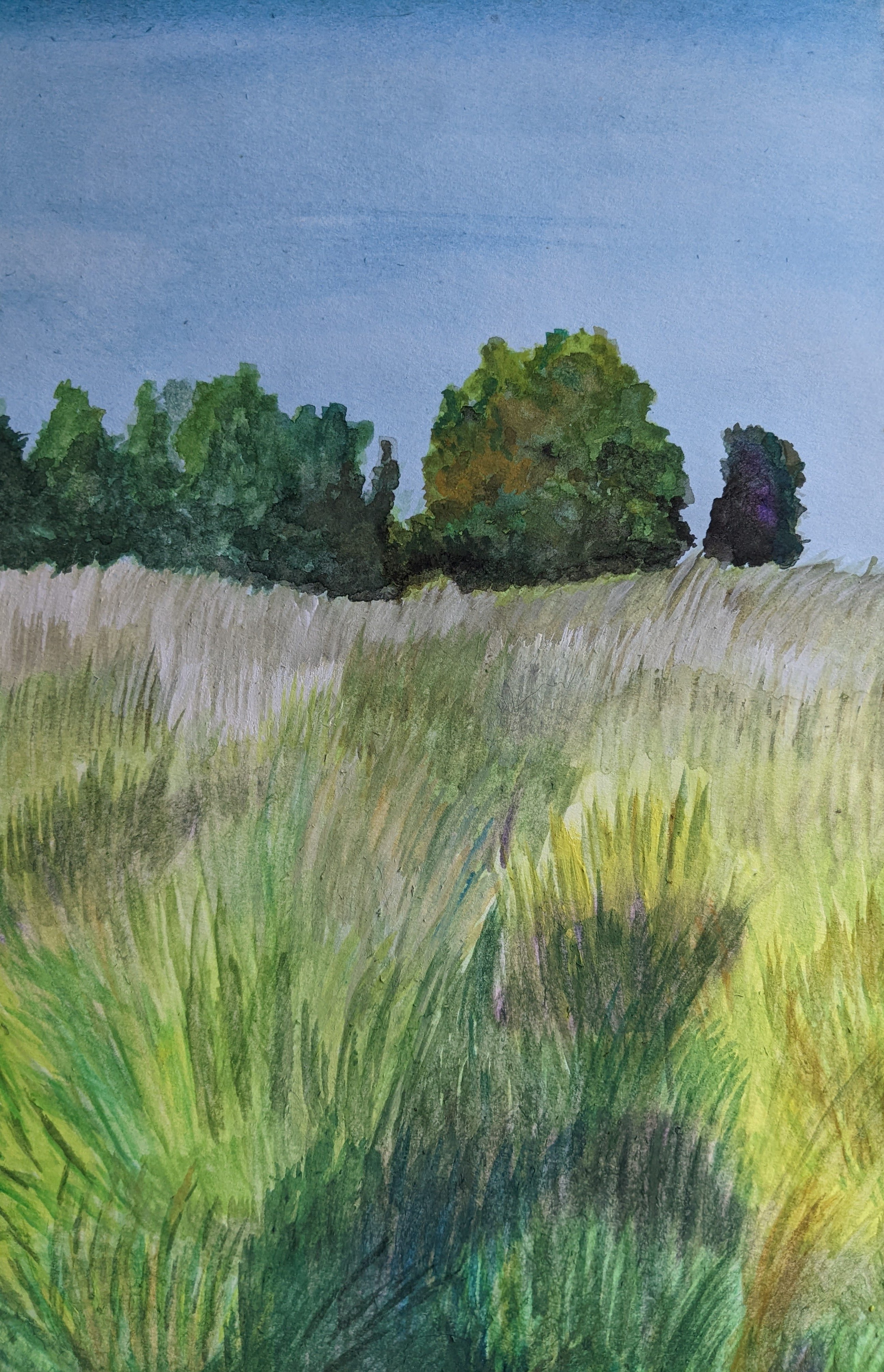 Tall Grass