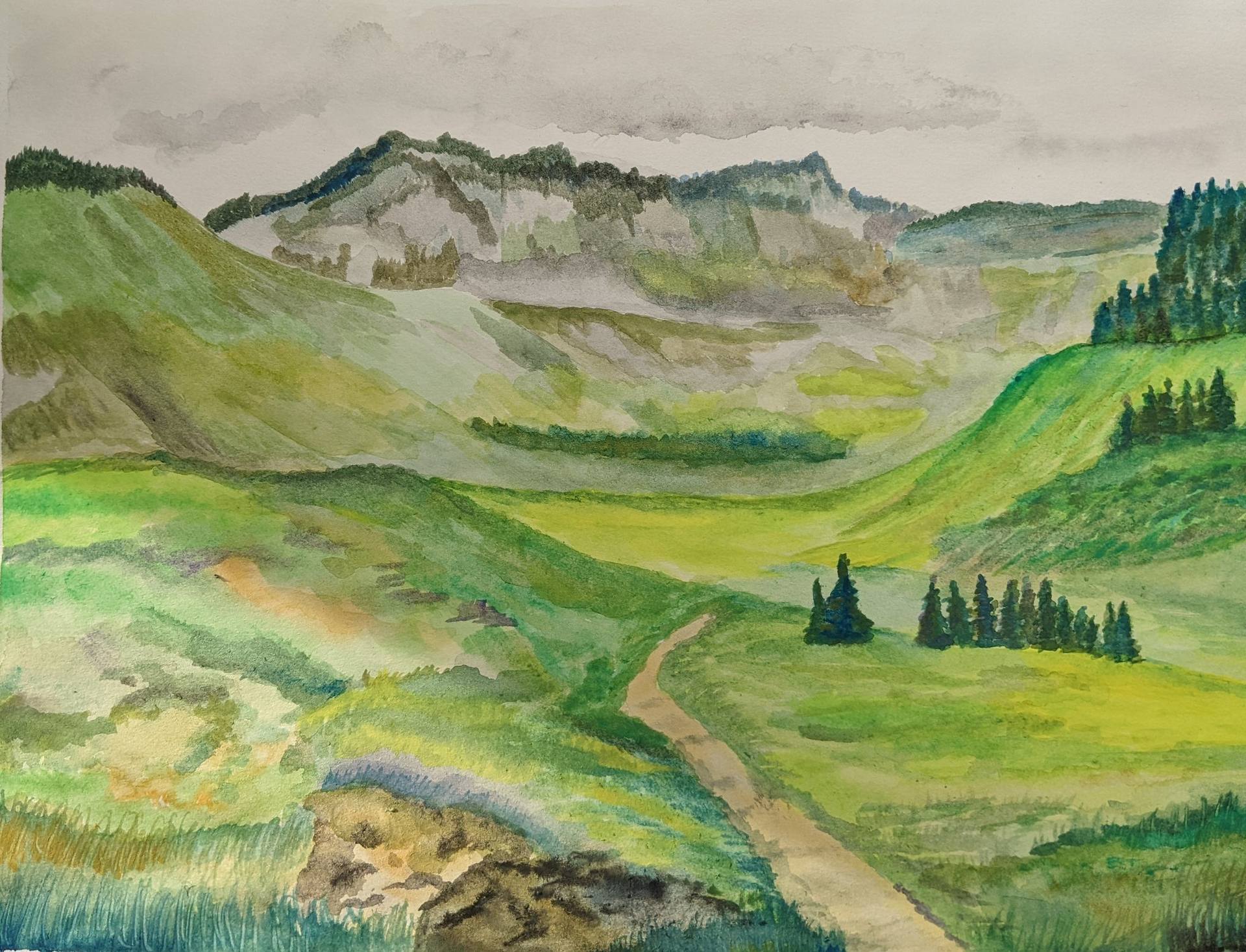 Meadow in Mt Rainier National Park